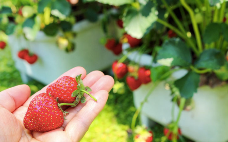 プランターを使ったイチゴ（苺）の育て方。植え付けの方法と水やり・肥料がポイント。