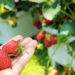 プランターを使ったイチゴ（苺）の育て方。植え付けの方法と水やり・肥料がポイント。
